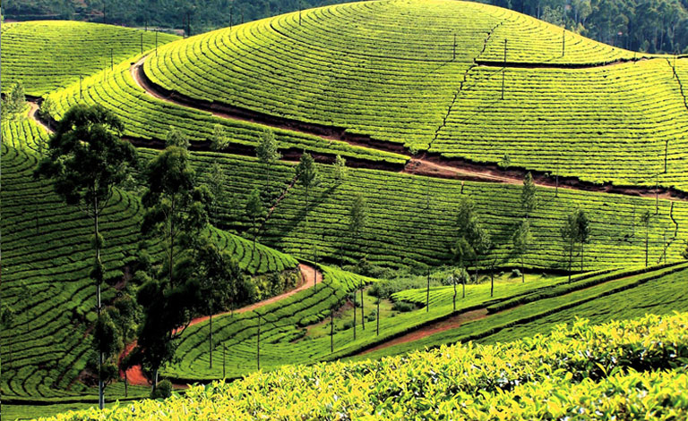 Coimbatore Ooty Coonoor Tour